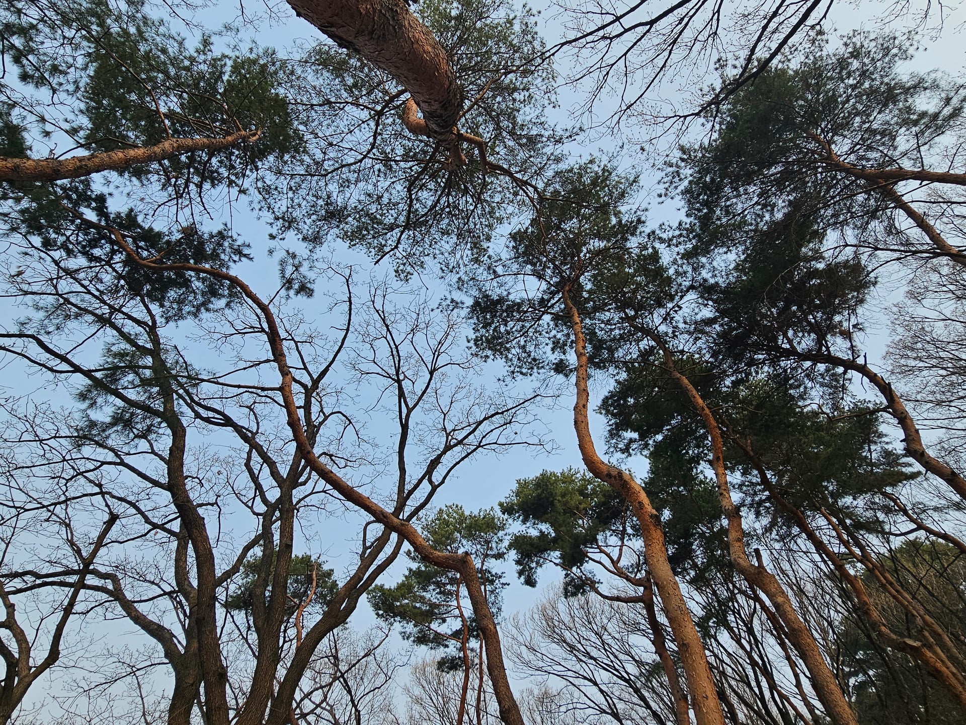 소나무
